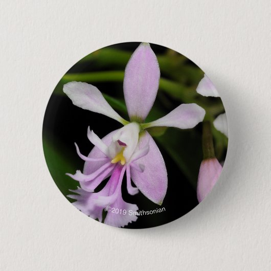 Epidendrumのcaligarium 缶バッジ (正面)