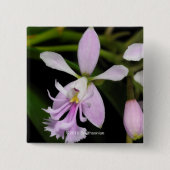 Epidendrumのcaligarium 缶バッジ (正面)