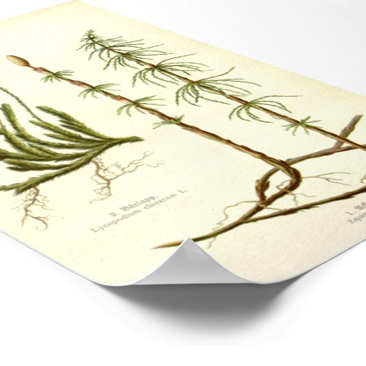 Equisetum arvense & Lycopodium clavatum ポスター (角)