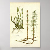 Equisetum arvense & Lycopodium clavatum ポスター (正面)