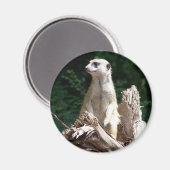 Erdmännchen マグネット (正面/裏面)