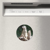 Erdmännchen マグネット (インサイチュ (食洗機))