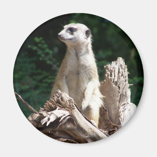 Erdmännchen マグネット