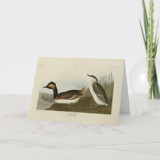 Ered Grebe （黒い首のgrebe） - Audubon カード (正面)
