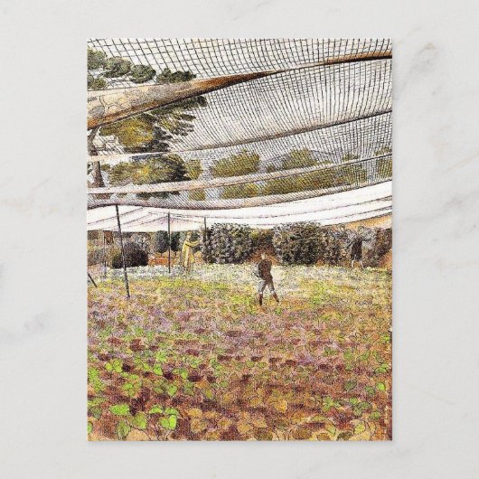 Eric Raviliousのアートワーク、Strawberry Nets、 ポストカード (正面)