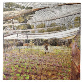 Eric Ravilious art、Strawberry Nets タイル (正面)