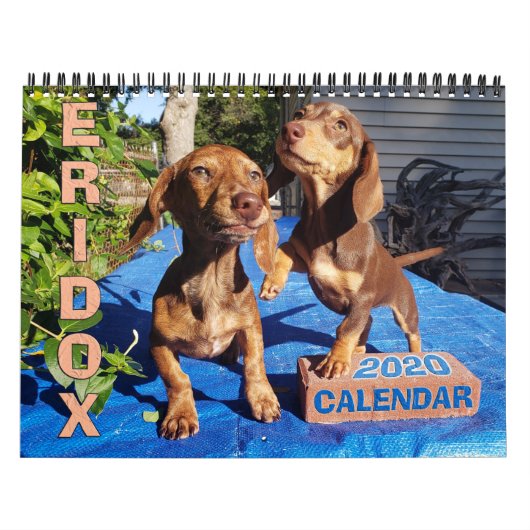 Eridox Dachshunds 2020カレンダー カレンダー (カバー)