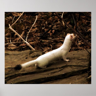Ermine ポスター