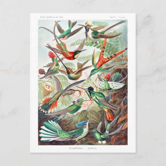 Ernst Haeckelによるハミンバードトロッヒ科コオリブリス ポストカード (正面)