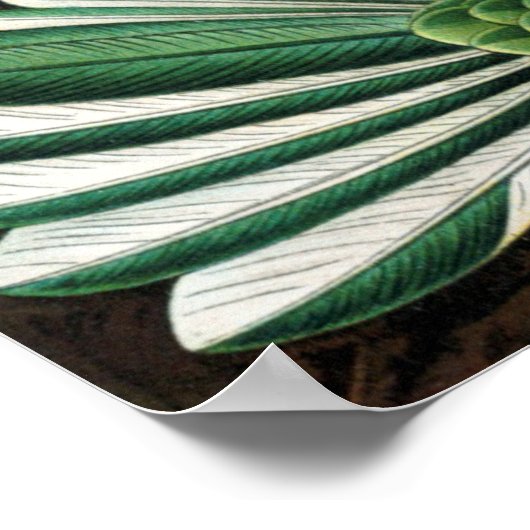 Ernst Haeckelによる素晴らしいハミングバード画像 ポスター (角)