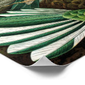 Ernst Haeckelによる素晴らしいハミングバード画像 ポスター (角)