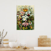 Ernst Haeckelによる蘭の品種 ポスター (キッチン)