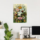 Ernst Haeckelによる蘭の品種 ポスター (ホームオフィス)