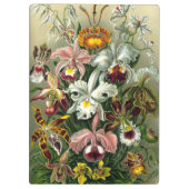 Ernst HaeckelのOrchidaceaeクリップボード クリップボード (裏面)