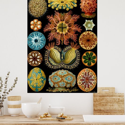 Ernst Haeckelポスター～ Actiniae ポスター (キッチン)