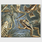 Ernst Haeckel様々なエキゾチックなカエル：Batracia ラッピングペーパー (フラット)