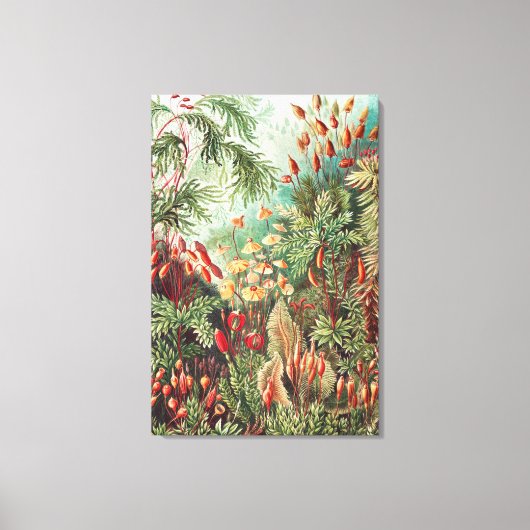 Ernst Haeckel著、Muscinae Laubmooseのコケ キャンバスプリント (正面)