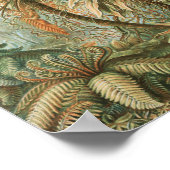 Ernst Haeckel著Filicinae Laubfarneシダ ポスター (角)