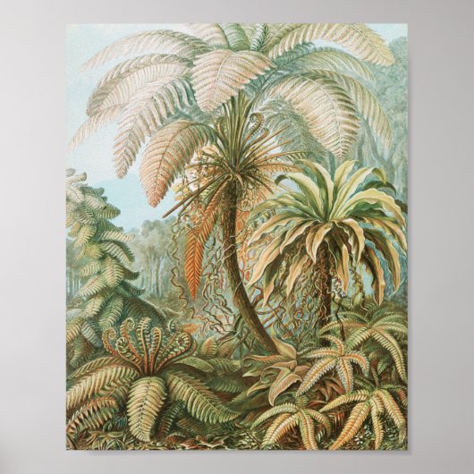 Ernst Haeckel著Filicinae Laubfarneシダ ポスター (正面)