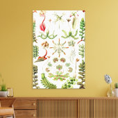 Ernst Haeckel著Hepaticae Lebermoose キャンバスプリント (インサイチュ (リビング))