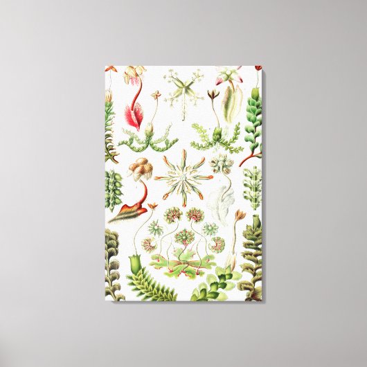 Ernst Haeckel著Hepaticae Lebermoose キャンバスプリント (正面)