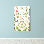 Ernst Haeckel著Hepaticae Lebermoose キャンバスプリント (インサイチュ (ウッドフロア))