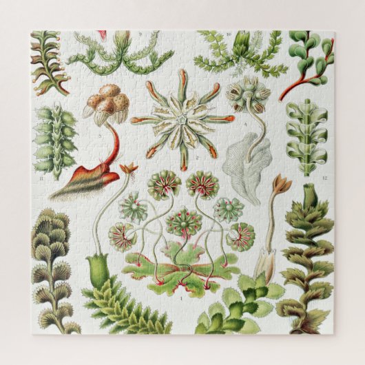Ernst Haeckel著Hepaticae Lebermoose ジグソーパズル (縦)