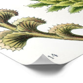 Ernst Haeckel著Hepaticae Lebermoose ポスター (角)