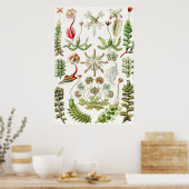 Ernst Haeckel著Hepaticae Lebermoose ポスター (キッチン)