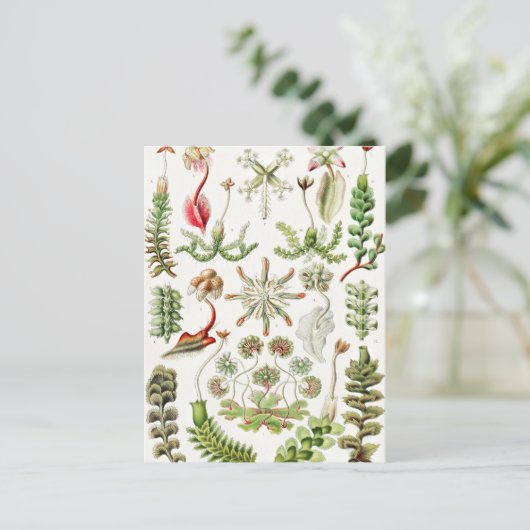 Ernst Haeckel著Hepaticae Lebermoose ポストカード (スタンド正面)