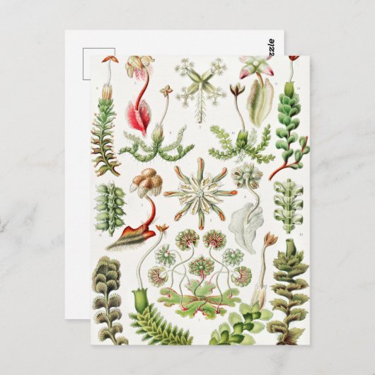 Ernst Haeckel著Hepaticae Lebermoose ポストカード (正面/裏面)