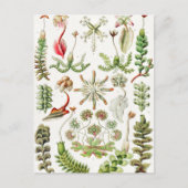 Ernst Haeckel著Hepaticae Lebermoose ポストカード (正面)