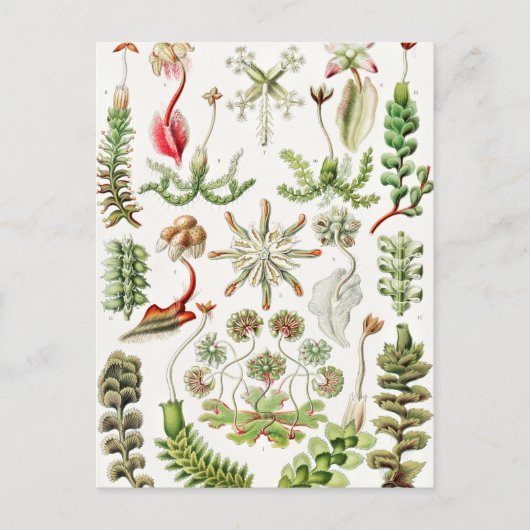 Ernst Haeckel著Hepaticae Lebermoose ポストカード (正面)