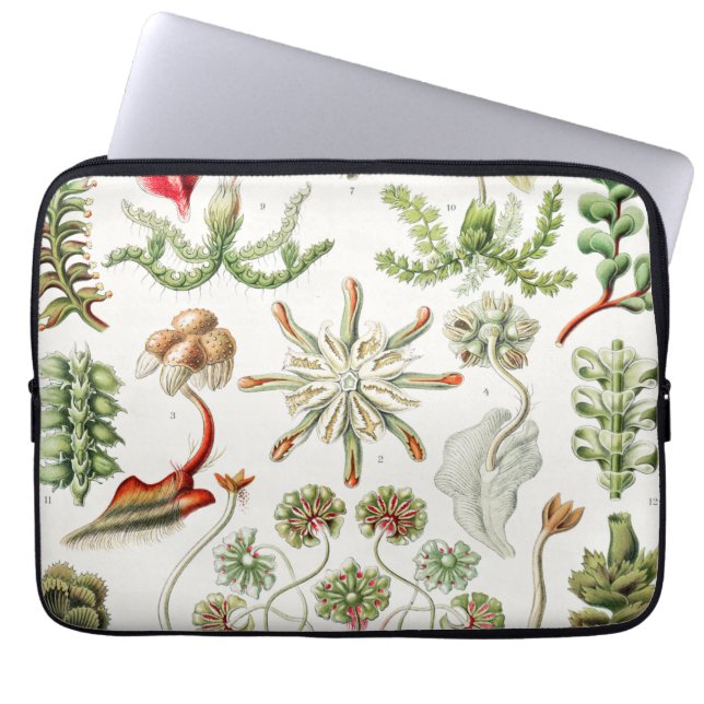 Ernst Haeckel著Hepaticae Lebermoose ラップトップスリーブ (正面)