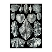 ERNST HAECKEL: Acephala，品質ファインアートポスター