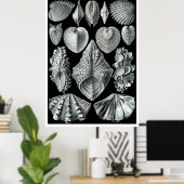 ERNST HAECKEL: Acephala,品質ファインアートポスター ポスター (ホームオフィス)