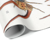 Ernst Haeckel Arachnida Spidersポスター ラッピングペーパー (ロールコーナー)