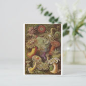 Ernst Haeckel Artはがき：アクチニア ポストカード (スタンド正面)