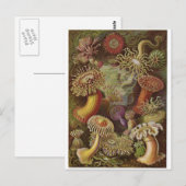 Ernst Haeckel Artはがき：アクチニア ポストカード (正面/裏面)