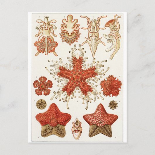 Ernst Haeckel Artはがき:アスタリデア ポストカード (正面)