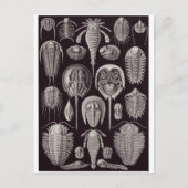 Ernst Haeckel Artはがき:アスピドニア ポストカード (正面)