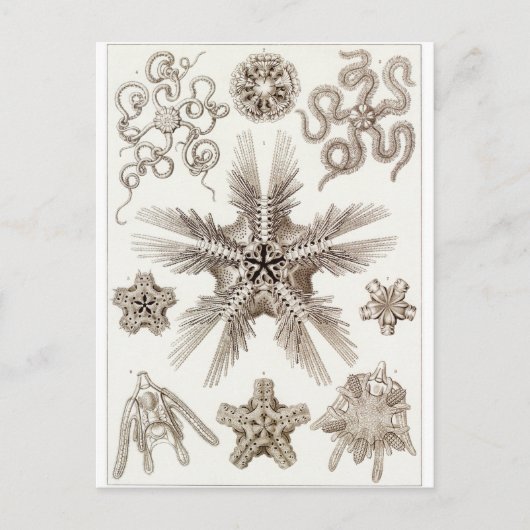 Ernst Haeckel Artはがき：オフィオデア ポストカード (正面)