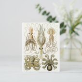 Ernst Haeckel Artはがき：ガモコニア ポストカード (スタンド正面)