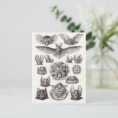 Ernst Haeckel Artはがき：キロプテラ ポストカード (スタンド正面)