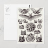 Ernst Haeckel Artはがき：キロプテラ ポストカード (正面/裏面)