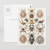 Ernst Haeckel Artはがき：クモ目 ポストカード (正面/裏面)