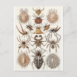 Ernst Haeckel Artはがき：クモ目 ポストカード