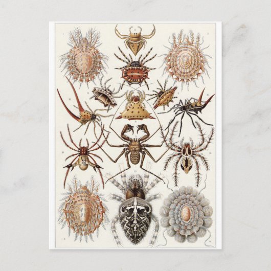 Ernst Haeckel Artはがき：クモ目 ポストカード (正面)