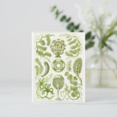 Ernst Haeckel Artはがき：シフォネ ポストカード (スタンド正面)