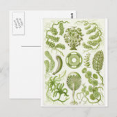 Ernst Haeckel Artはがき：シフォネ ポストカード (正面/裏面)